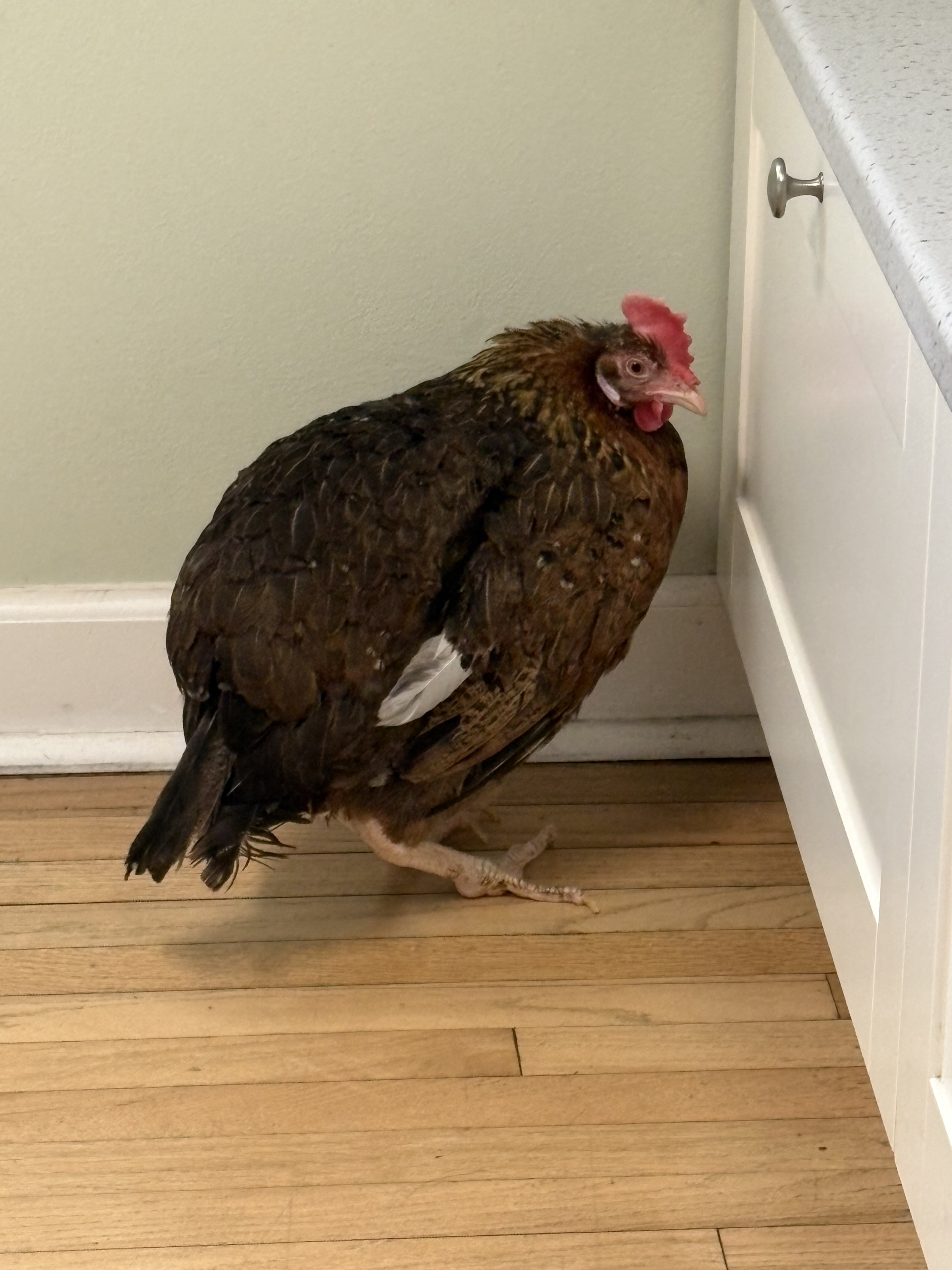 Henrietta