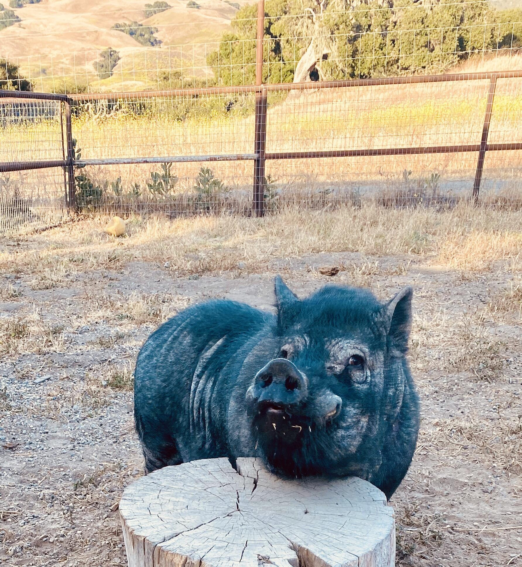 Milkshake Pig